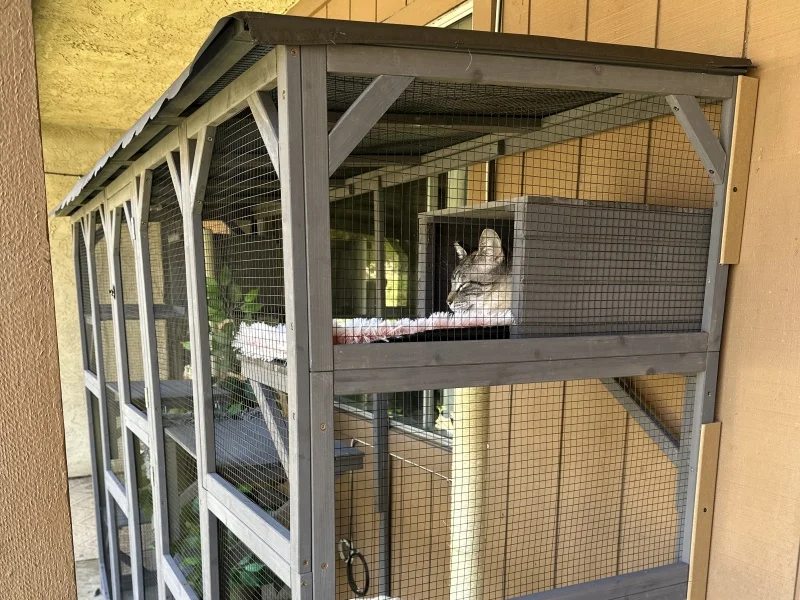 cat catio