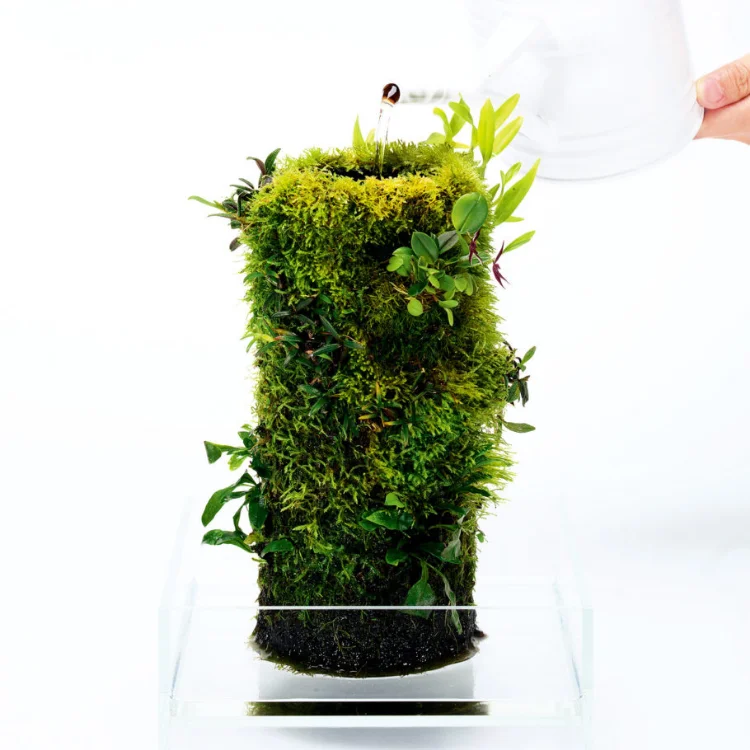 ADA DOOA Tree Culture Medium Epiphytic Plants Orchid Moss Office Desktop Permeable Bundled Micro Landscape