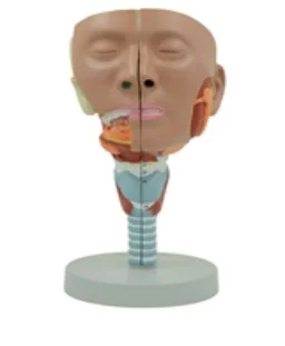 Salivary Gland & Pharyngeal Model 1