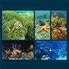 APP WIFI Real-time Transmission RC submarines with camera Six-way Underwater HD Camera remote control boats Outdoor Children Toy 4