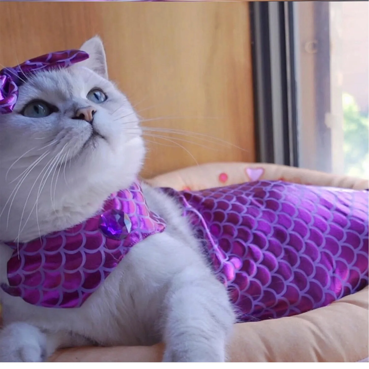 Cat Halloween Costumes Sparkly Cosplay Dog Clothes Outfit Small Kitten Birthday Party Dressing Up Pet Costumes Cos dog costume set