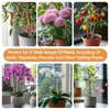 Dark Green 6-Claw Plant Clips 10-50Pcs Bundle Branch Climbing Stem Clasp Tied Orchid Flowers Support Clamps Plant Accessories 6