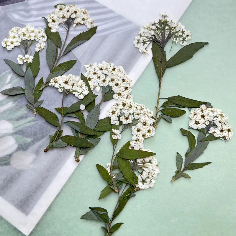 

White Dried Daffodils on Stem, Pressed Flower for DIY Party, Visiting Card Decoration, 1000Pcs