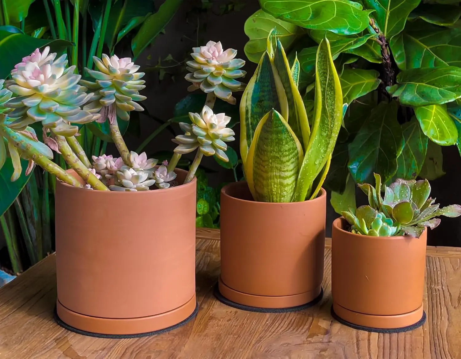 Succulent in terracotta pot with saucer