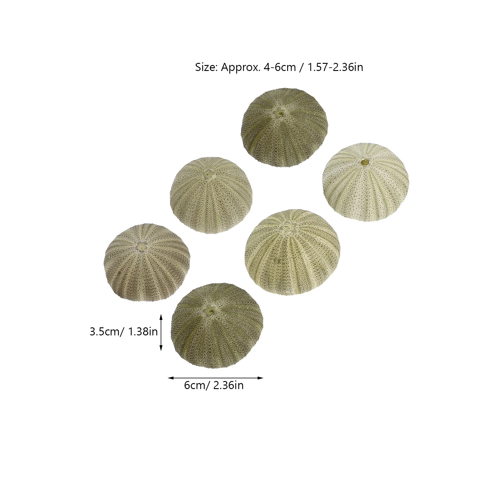 6Pcs 천연 바다 성게 껍질 공예용 작은 조개껍데기 쉘 참 장식품 바다 테마 파티 장식 어항 수족관 풍경