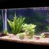 6 Pcs Aquarium Decorations Fish Tank Sea Urchin Crafts Home Decor Seashell Conch Vases Nautical Tilandsia Holder 5