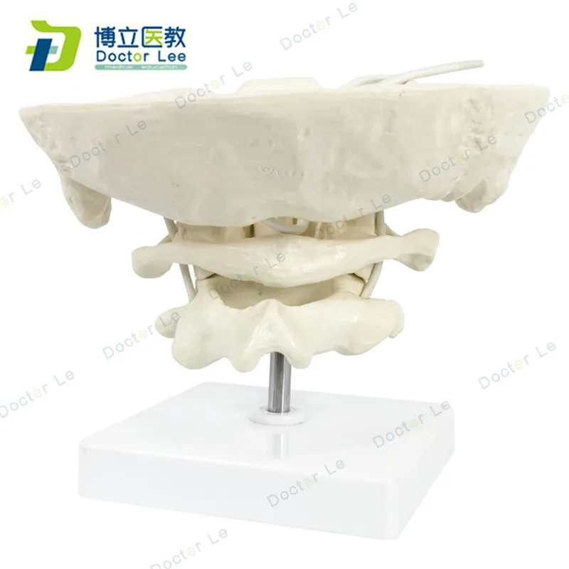 Enlarge the occipital, axial and atlas wiggly skeleton models for medical science learning