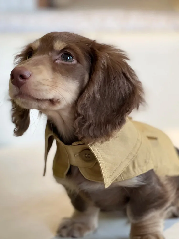 

Тренчкот для домашних питомцев Йоркширский терьер такса Doberman маленькая собака британский стиль накидка ветровка товары для домашних животных
