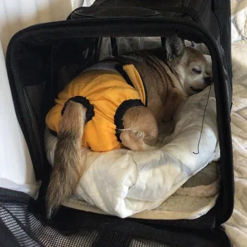 Reusable Sanitary Panties Washable Small Dog Pet Diapers Female Dogs Large Physiological Pants Shorts Male Cats Pet Menstruation 2