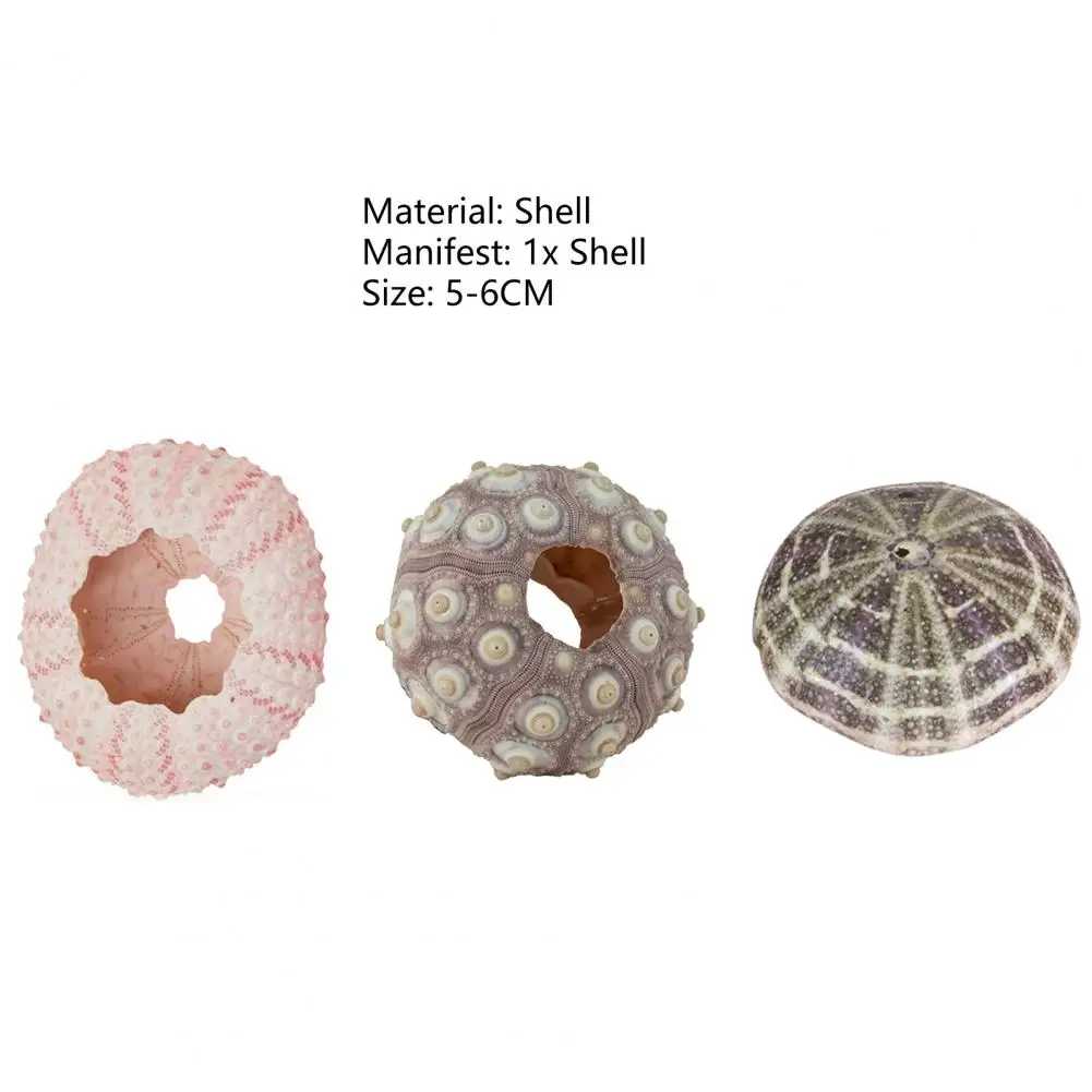 5cm-6cm Sea Shell Conch Ornament DIY Home Decoration Birthday Gift Air Shells Beach Urchins Succulent Aquarium Fish Tank Decor natural shell ornaments resin starfish ornaments