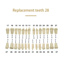 Dental Teaching Model with Soft Gum Resin for Dentist Practice and Demonstration (28 Teeth)