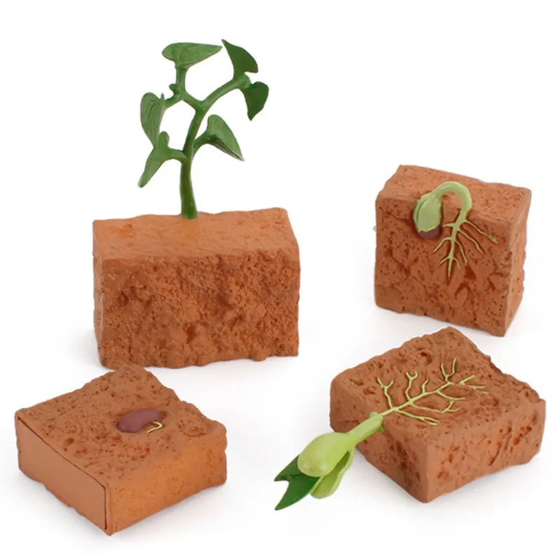 

Simulation Life Cycle of a Green Bean Plant Growth Cycle Model Action Figures Collection Science Educational Toys For Children