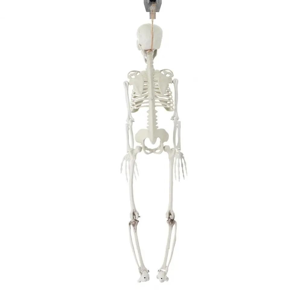 

Halloween Skeleton Prop Skeleton Props Themed Party Realistic Movable Skeleton Props for Haunted Houses Graveyard Decorations