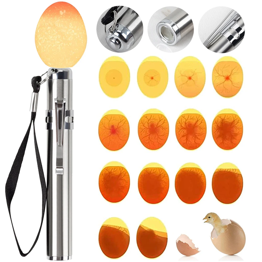 StainlessSteelColdLightFlashlightLEDEggDetectorHatching