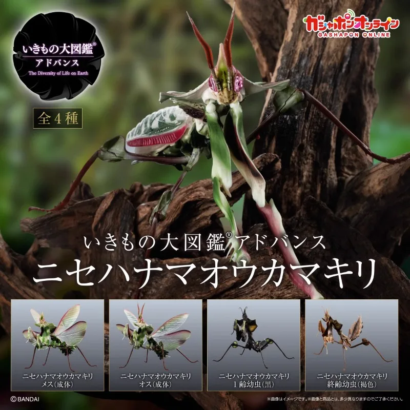 

BANDAI Japan Gashapon Figure Anime Cute Biology Map Movable Assembly Insect Magic Flower Mantis Figurine Kawaii Capsule Toys