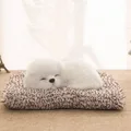 Samoyed
