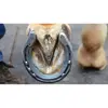 100Pcs New E2/E3/E4/E5/E6/E7/E8 Horseshoe Nails Steel Harness Repair Horse Shoe Nails Hoof Nails Horse Equipment Riding Supplies 5