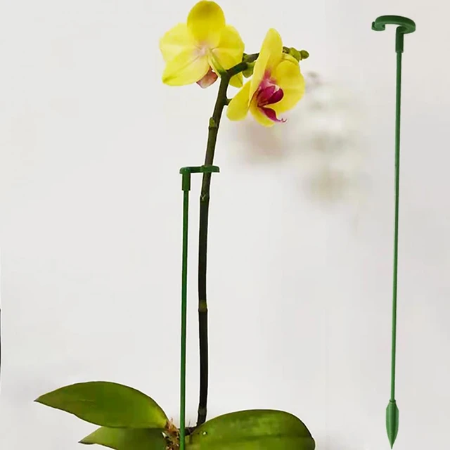 20Pcs Bamboo Green Sticks Plant Support Flower Stick Orchid Rod Plant Sticks  for Supporting Climbing Plant Orchid Tomato - AliExpress