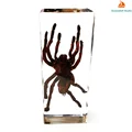 Bird-eating Spider