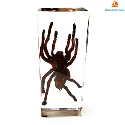 Large Insect Resin Specimen Collection for Science and Education Desk Ornament (Bird - eating Spider)