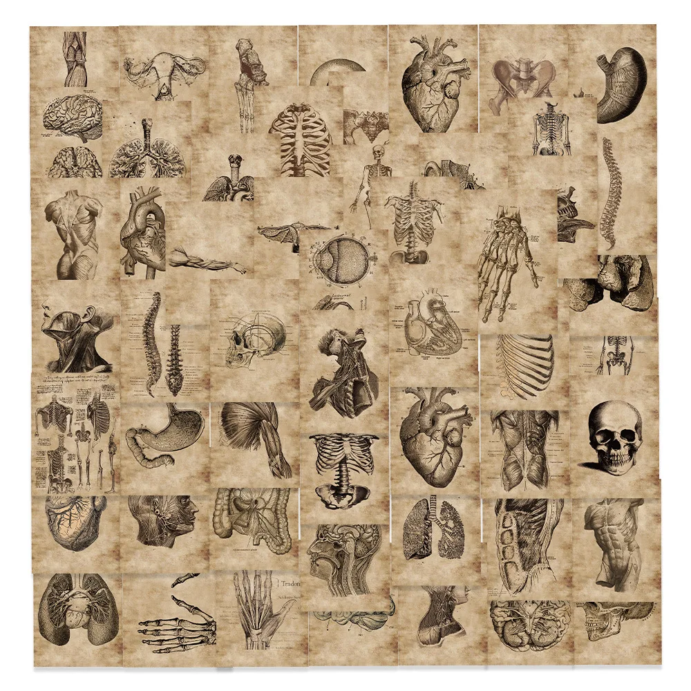 

10/56Pcs Human Organ Skeleton Anatomy Stickers Graffiti DIY Skateboards Luggage Bicycle Laptop Motorcycle Waterproof Decals