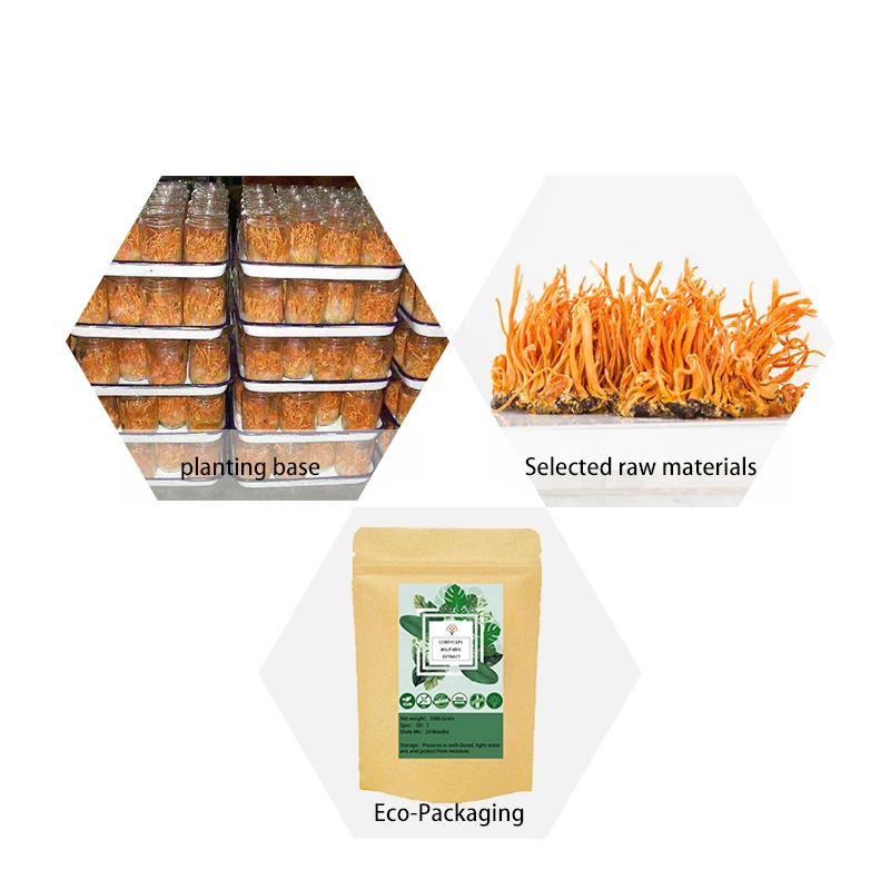 100-1000G Cordyceps Militaris 20:1, Spedizione Gratuita