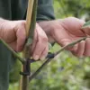 Plastic Bonsai Branch Trunk Spreader Help Fruit Tree Grow from Central Stem for Fruit Tree Growth Accessories 4