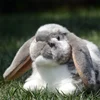Lop Ear Rabbit High Fidelity Anime Cute White Brown Bunny Plush Toys Lifelike Animals Simulation Stuffed Doll Toy Gifts For Kids 6