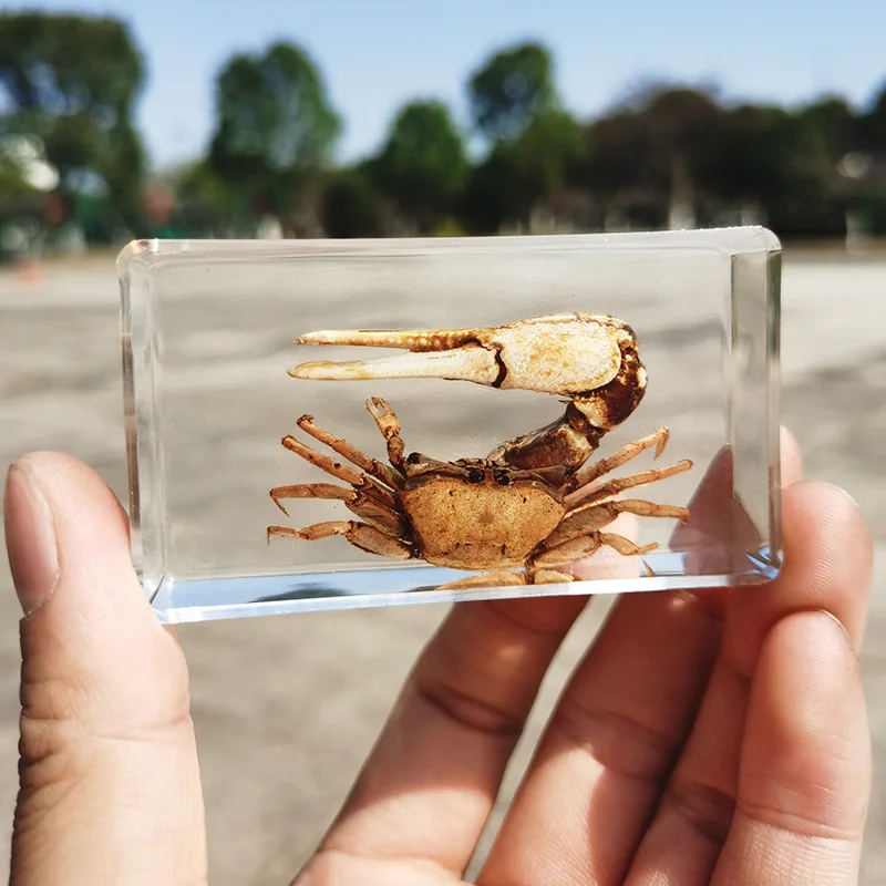 oversized real insect specimens, transparent resin whip scorpion fiddler crab star celestial bull cicada 4