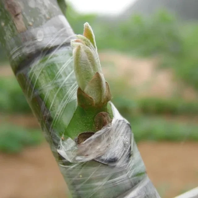1/2pcs Grafting Tape Film 3cm wide PE/PVC film Self-adhesive Stretchable Garden Seedling Plant Vine Tomato Grafting Accessories 3