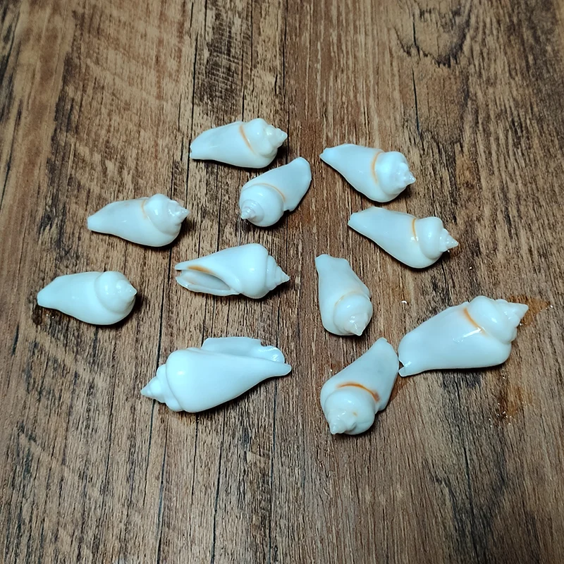 5 PCS White Jade Gibbose Conch Natural Sea Shells For Fish Tank Home Decor Jewelry Beads for Necklace and Bracelet, DIY Crafts
