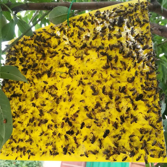 50Db Repülõ Rovarfogó Vezérlőmatrica Biztonságos Nem Mérgező Kártevőirtó Ragadós Csapdák Vízálló Kültéri Beltéri Növényekhez - Image 2