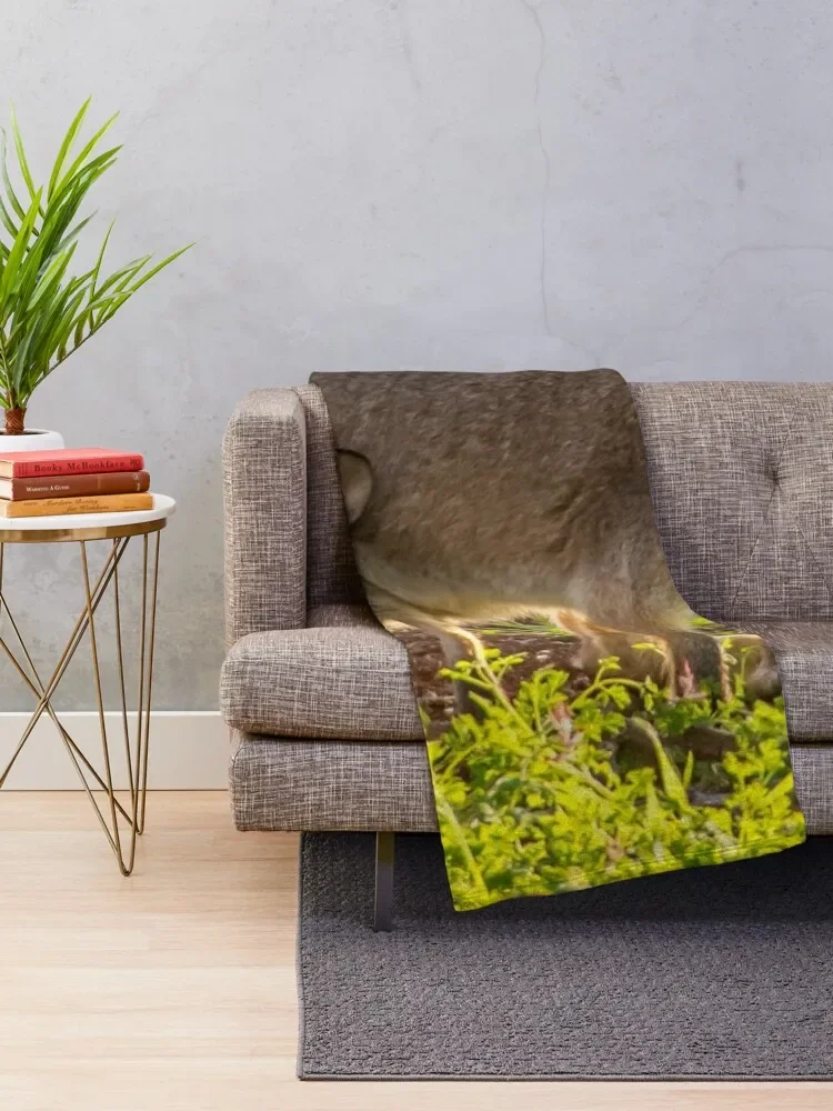 Ļ�ŷ� ������ ���, ��� ���� �� ���