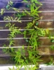10-50Pcs Plant Climbing Wall Fixture Clips Acrylic Sticker Self-Adhesive Hook Plant Vine Traction Holder Indoor Outdoor Decor 6