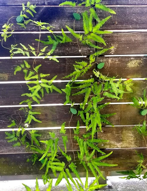 10-50Pcs Plant Climbing Wall Fixture Clips Acrylic Sticker Self-Adhesive Hook Plant Vine Traction Holder Indoor Outdoor Decor 6