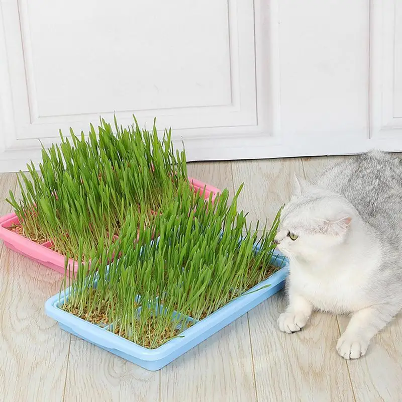 Plant Growing Trays Plant Tray Seedling Tray Propagation Tray Large Capacity Wheatgrass Grower Microgreens & Nursery Tray For 2