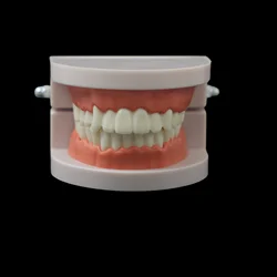 Adult Denture Demonstration Tool with Soft Gums - 28 Teeth Teaching Model (Dental Model)