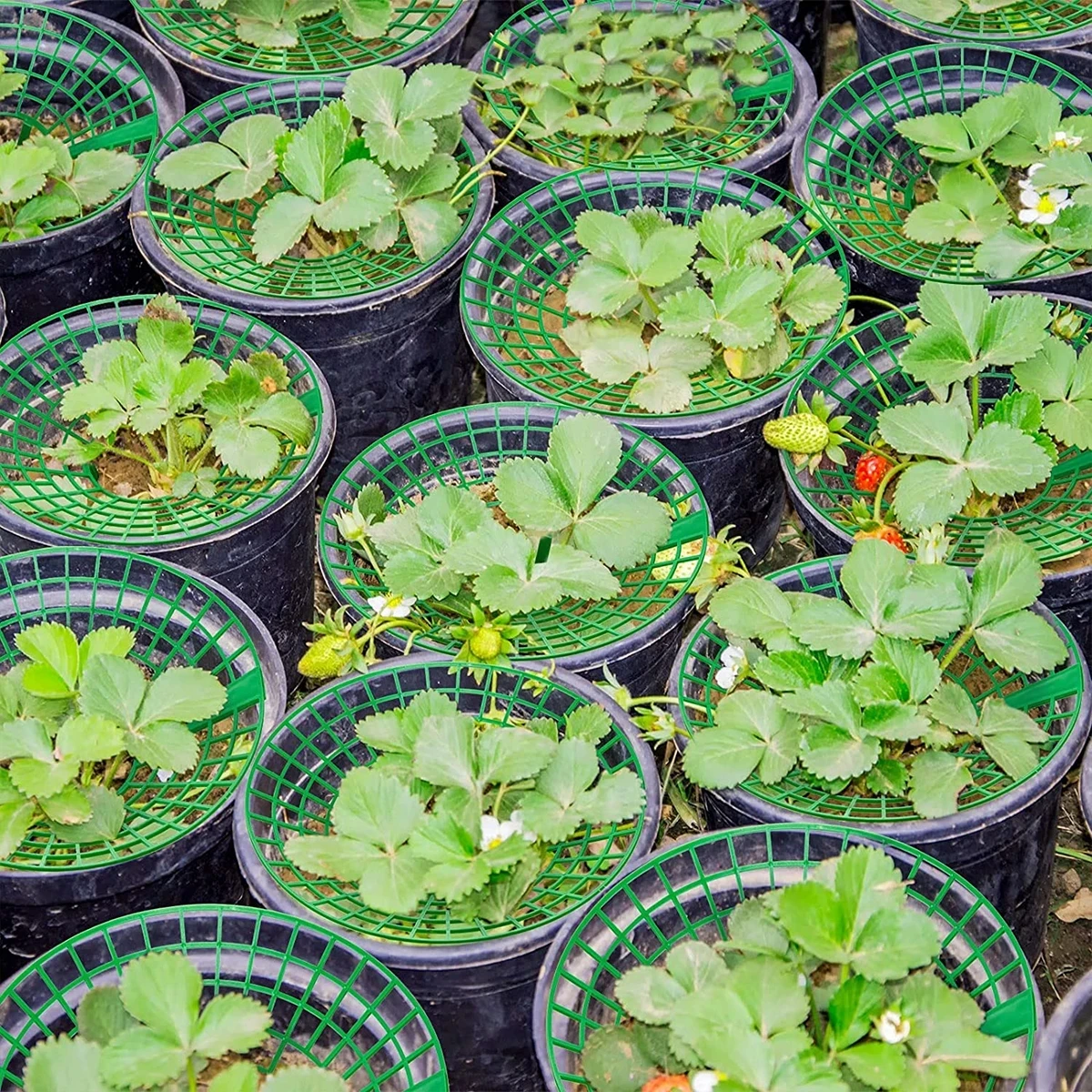 5/10Pcs Strawberry Plant Supports with 3 Sturdy Legs Strawberry Growing Racks Protector Frame Holder Cage From Mold Rot Dirt
