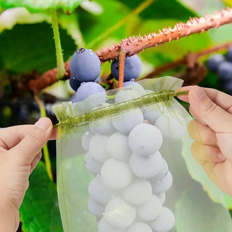 Organic Black Seedless Grapes - Sold By The Bag - Estimated Bag Weight 2  Pounds, 1 lb - Kroger