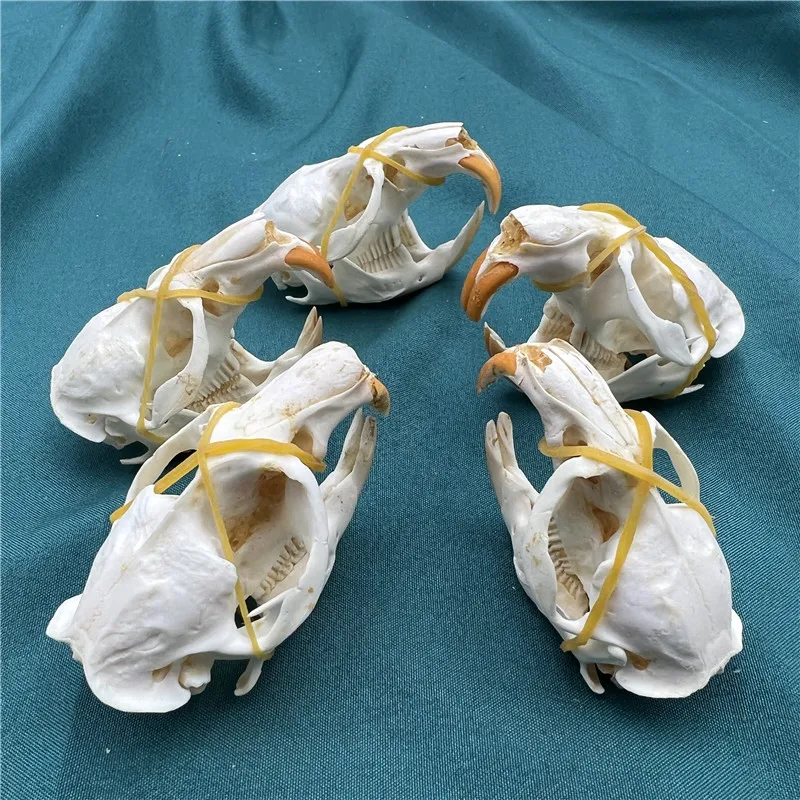 1/2/3/5/10 pcs animal skull real muskrat skull collection specimen crafts about 6-8cm Taxidermy 2