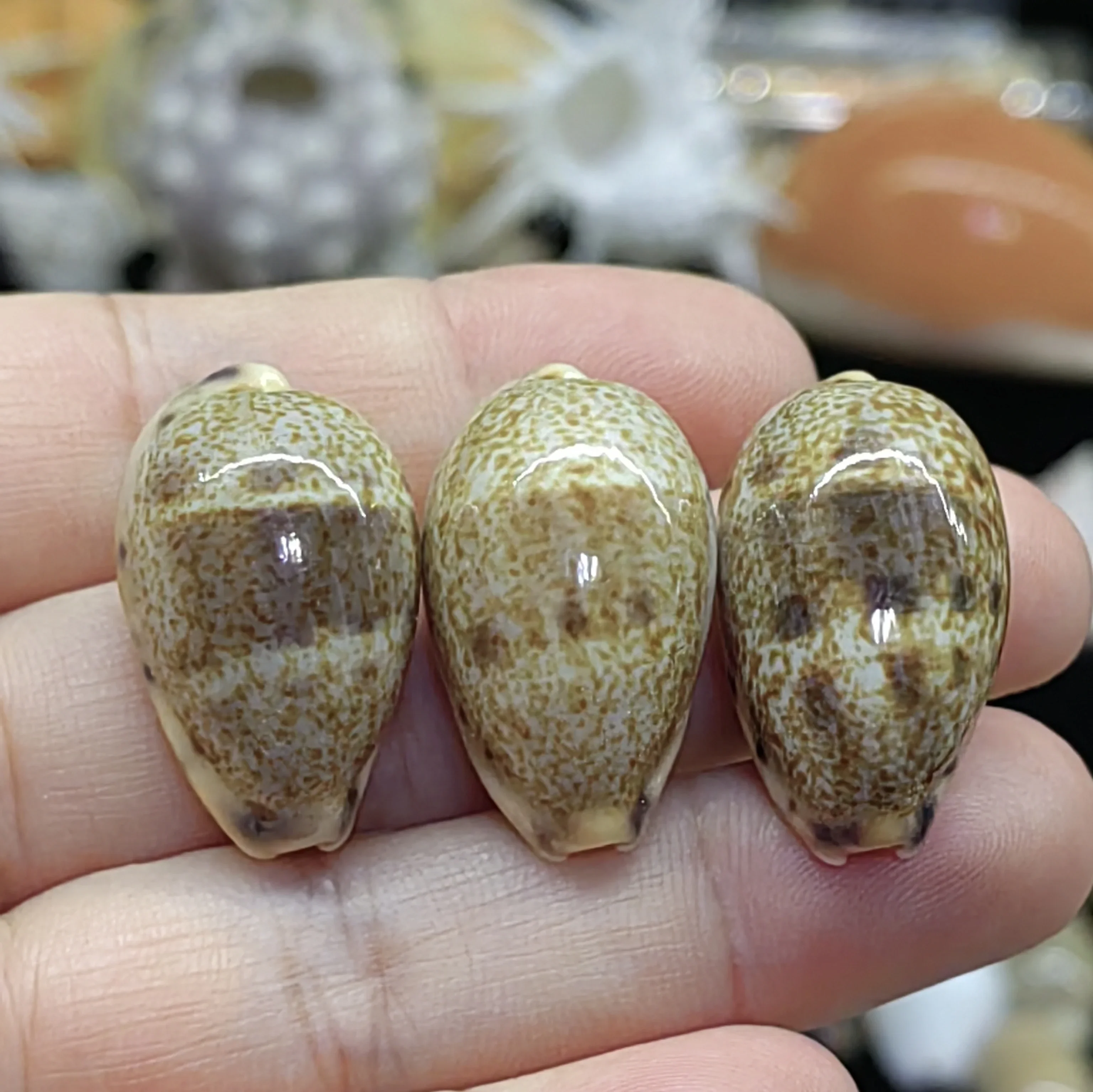 Labooboo Sea Shell S22db0cf45e3d4e8baab205d5c51c7feeS.jpg