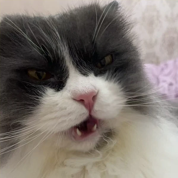 DZQ Automotive Supplies Store