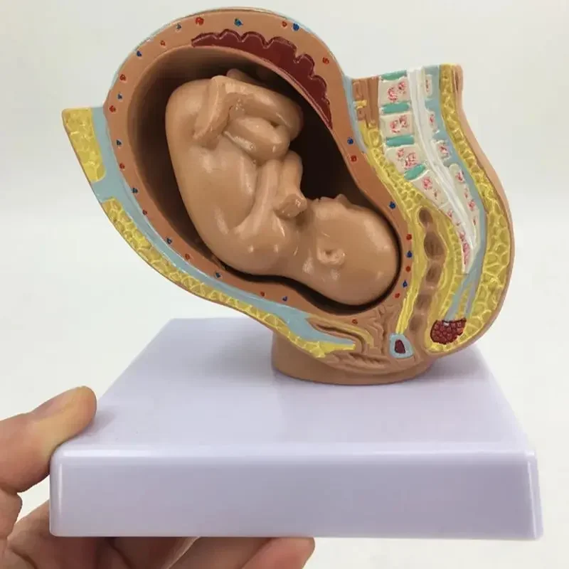 Life-Size Pregnancy Model 5