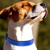 Reflective Dog Collar Soft Padded Breathable Safety Stripes Adjustable Cute Puppy Pet Necklace for Small Medium Large Dog 4