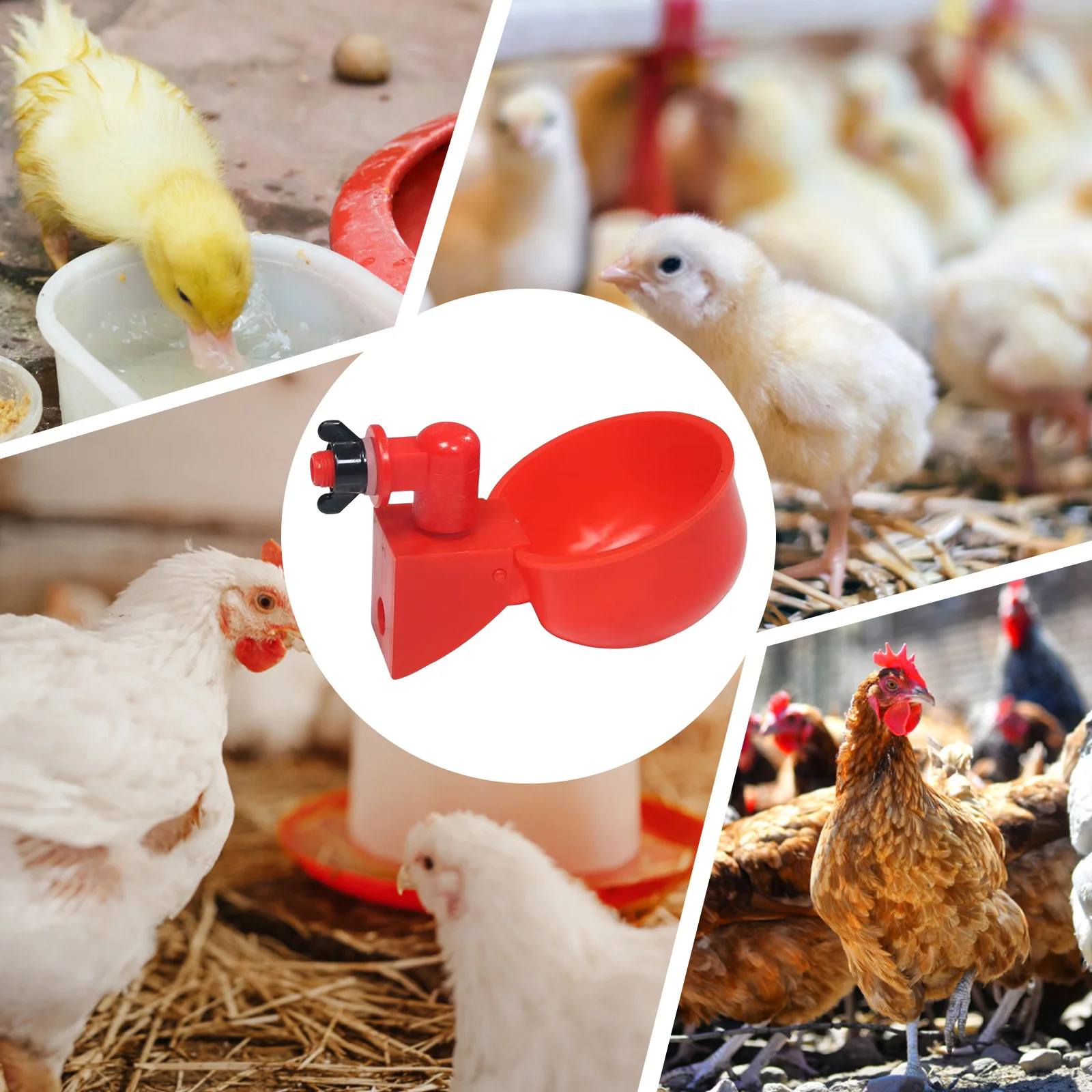 6-36Pcs Chicken Drinking Cup Automatic Water 5