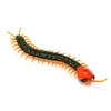 Infrared RC Scorpion Model Toy Animal Present Gift for Kids,High Simulation Animal Scorpion Infrared Remote Control Kids Toys 1