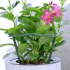 2/6Pcs Plant Support Pile Stand Semicircle Frame Fixed Rod Holder Gardening Arrangement Flower Vine Climbing Bracket Bonsai Tool 3