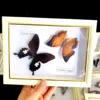 Real Natural Butterfly Specimen Education Teaching Home Decor Artwork Material Gift Ornament DIY Tabletop Decoration 1