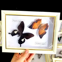 Real Natural Butterfly Specimen Education Teaching Home Decor Artwork Material Gift Ornament DIY Tabletop Decoration 1