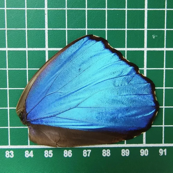 Butterfly Specimen with Blue Flash Butterfly Wings of Real Butterflies Ideal for Handmade Diy Taxidermy Practiceb 3